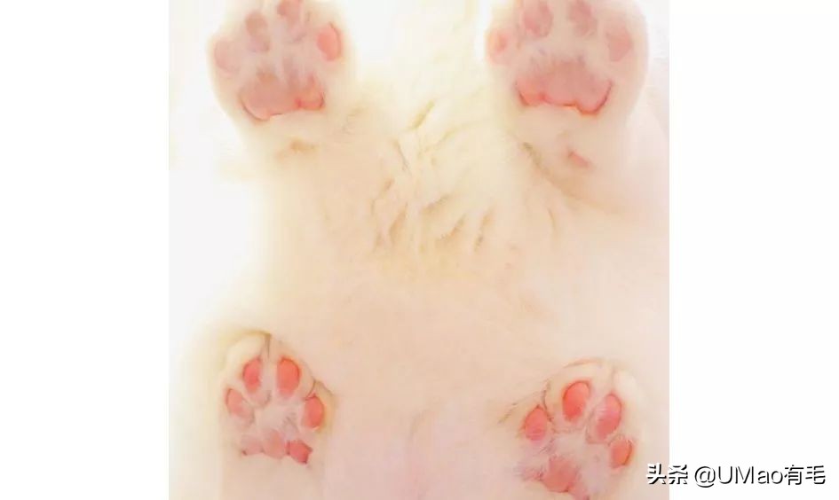 这套喵肉球vs口红色号匹配大全送你了!拿走不谢!