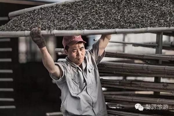 五一去婺源千古茶园,婺源茶文化旅游路线攻略