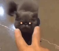 猫咪那些小心思图鉴,坏心眼猫咪合集