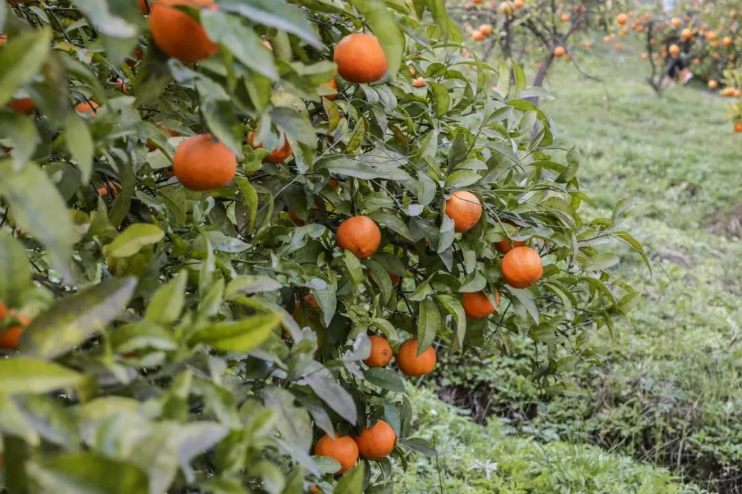 巴南又能耍又有吃的,重庆有什么美食巴南区
