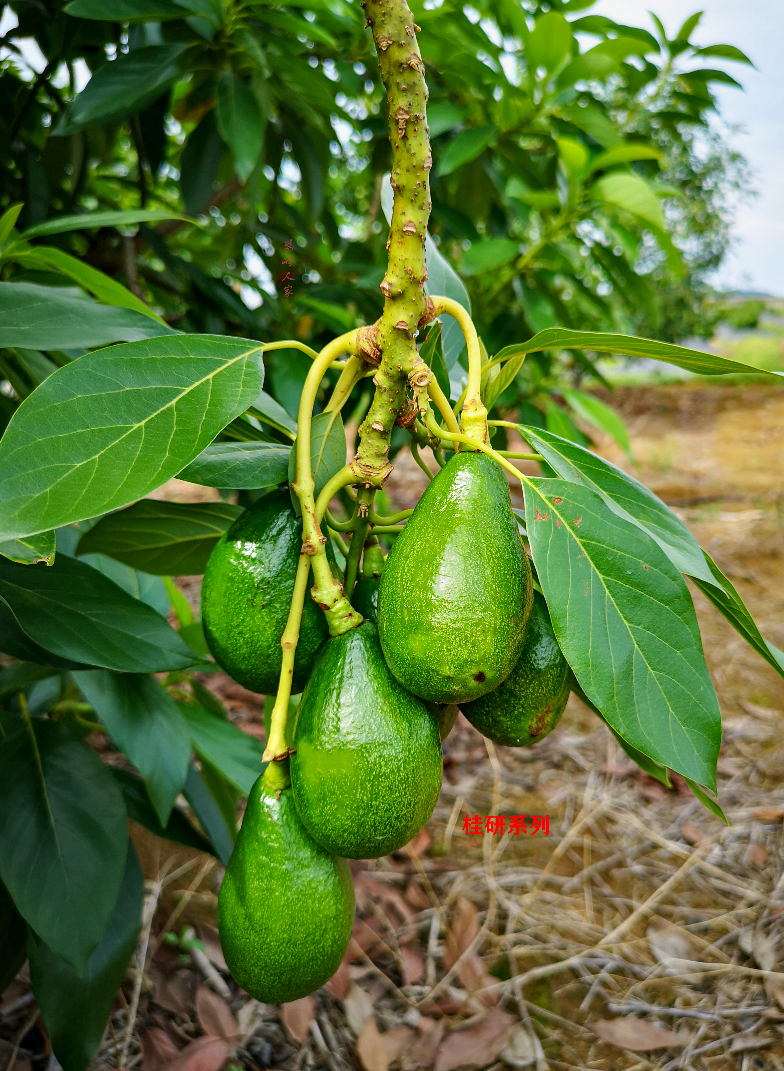 牛油果哈斯还有别的种类么,秘鲁进口哈斯巨无霸牛油果