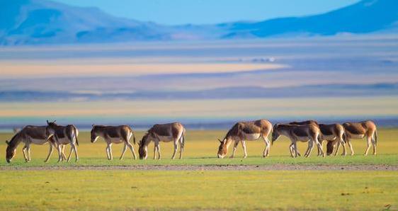 养驴需要先养草吗,养驴是为了吃肉还是干活啊