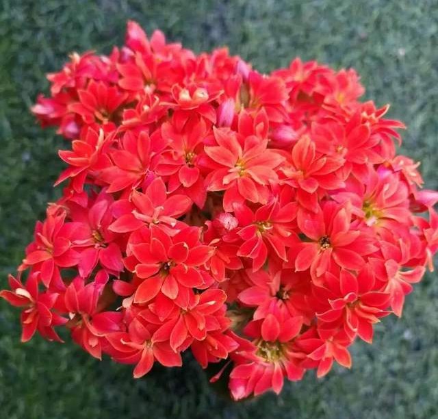 长寿花单瓣品种大全,长寿花100种颜色图片