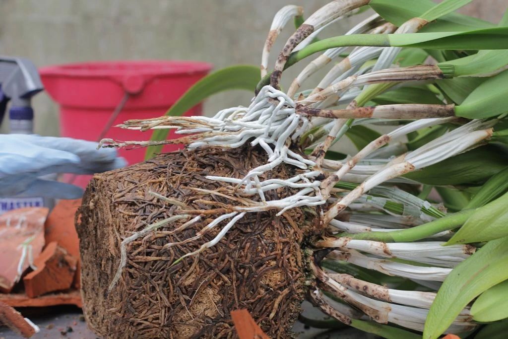 什么品种的卡特兰值得养,洋兰之王