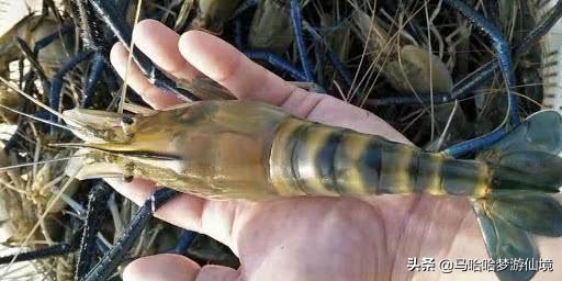 继小龙虾后，又一个“淡水虾王”溜进中国，小龙虾总算有接班人了