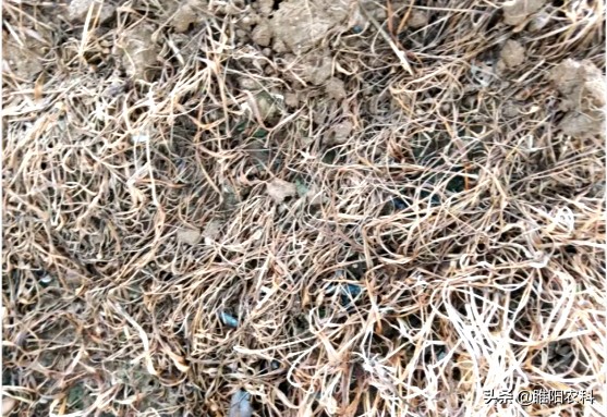 草甘膦除草剂对有水的杂草有效么,草甘膦高效除草剂