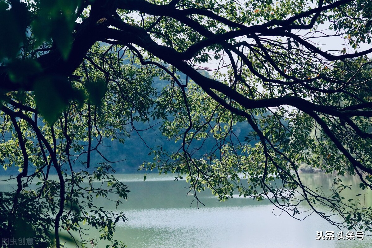 油桐花开时,四月又到油桐花开时