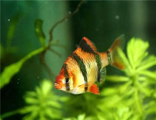 怎么养鱼可以杜绝寄生虫,养鱼怎样防止鱼身上有寄生虫