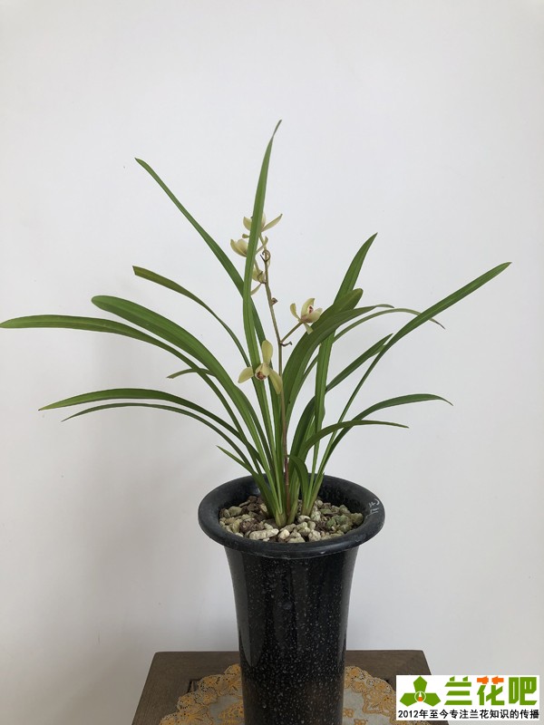兰花浇水为了达到“润”，在3种花盆上，分享我走的弯路