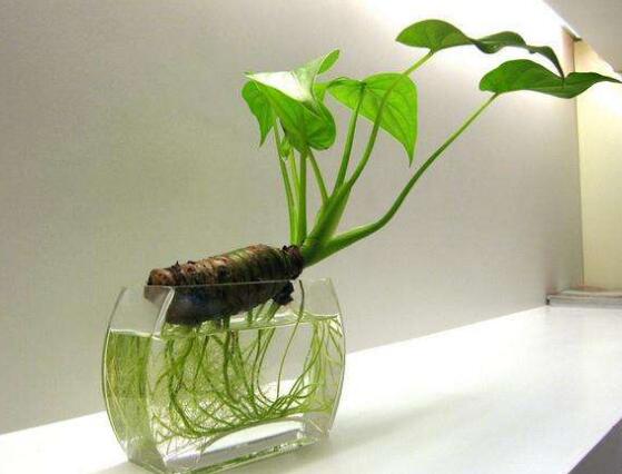 滴水观音烂根怎么挽救,滴水观音烂根如何处理