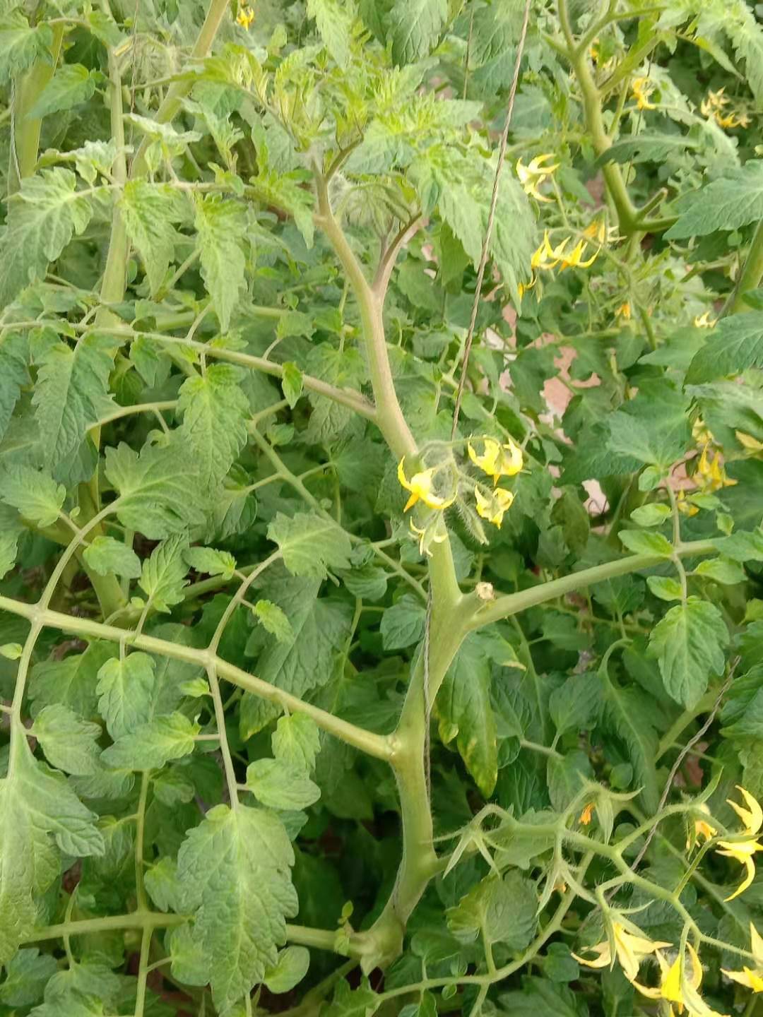 水果型樱桃番茄,樱桃番茄增加糖度