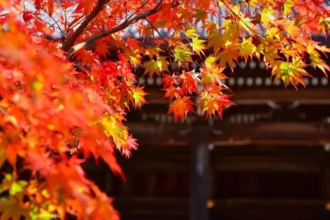 红叶诗词100首,32首唯美红叶诗词静赏绚烂秋日