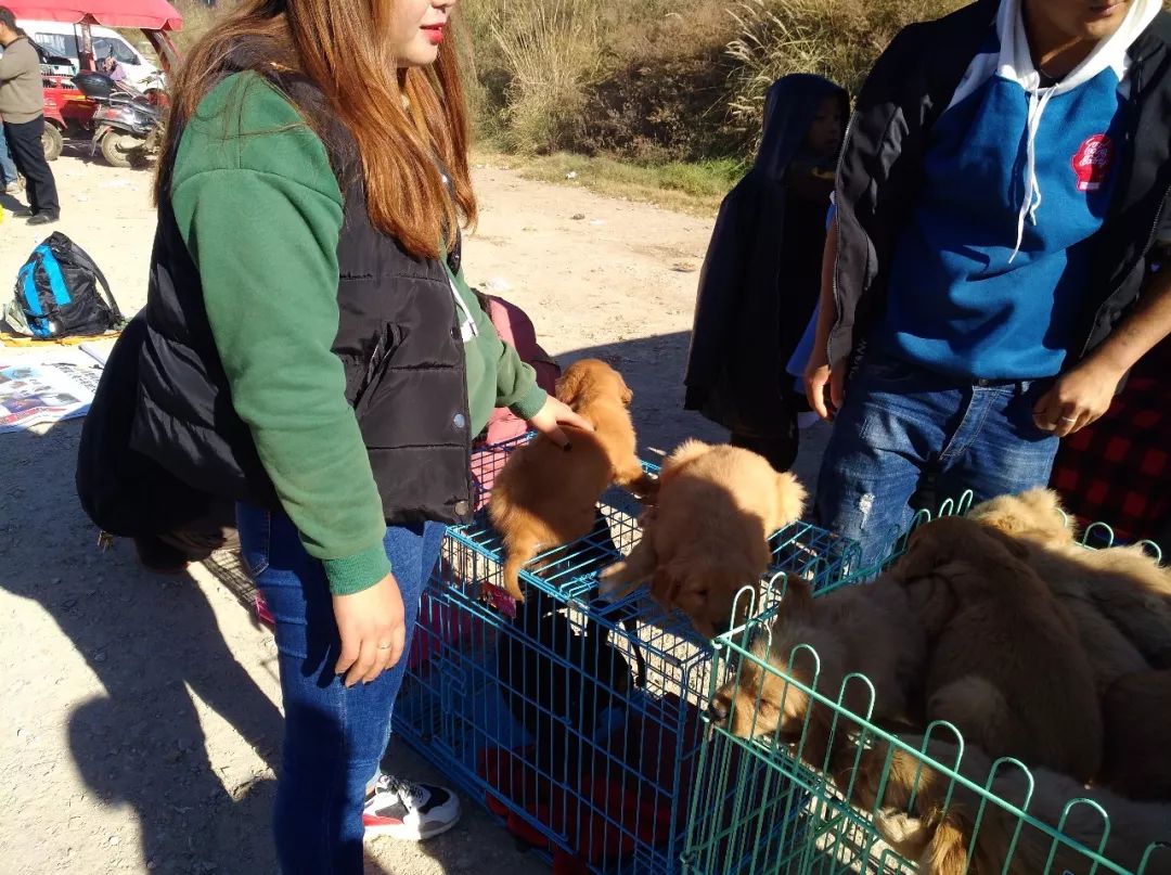 去狗市买200块钱一只的金毛,狗市商贩