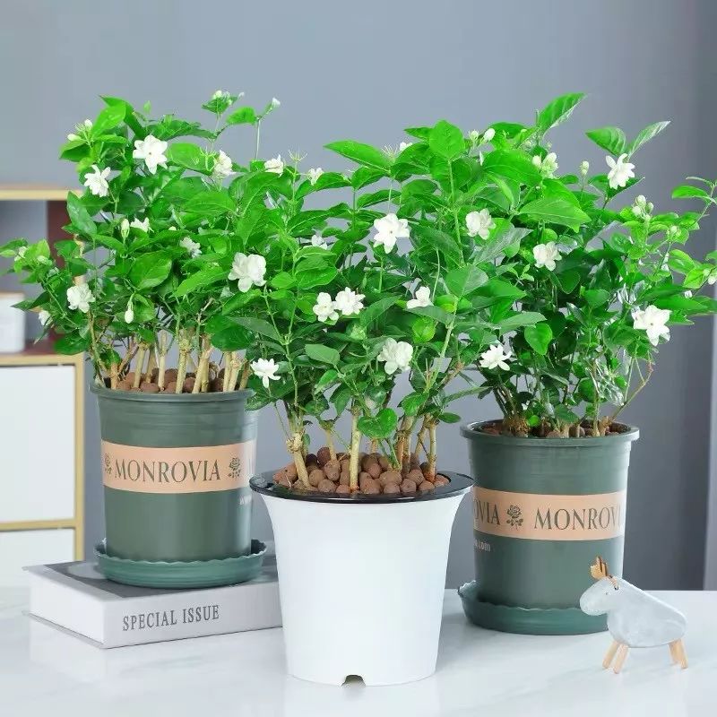 这六种花寓意吉祥好养易活,公认最吉利的4种花