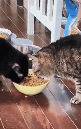 干饭猫,猫咪干饭跟饭桶一样