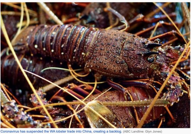 澳洲龙虾出口到中国多少钱一斤,澳洲龙虾进口批发市场