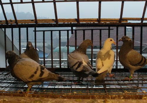 鸽子乱飞怎么办？教你几招轻松解决