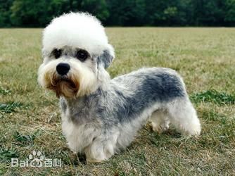 小型犬品种大全及图片柯基犬,不掉毛无体味性格温顺的小型犬