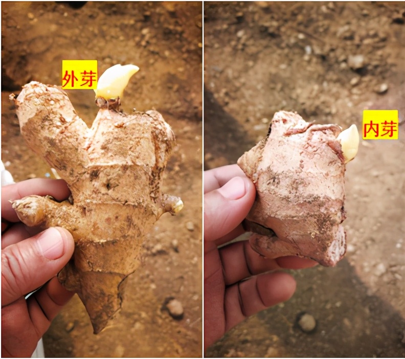 姜种怎么掰开,姜种怎样掰芽