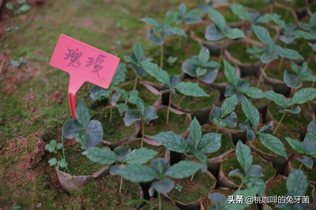 云南咖啡有远山森林的味道吗,云南咖啡产地探访记