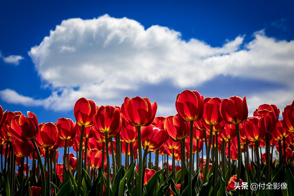 北京国际鲜花港有限公司,北京国际鲜花港一日游