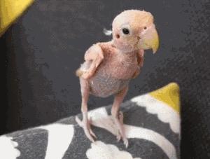 搞笑合集：我有一个大胆的想法，拼个新郎，酒席红包对半分