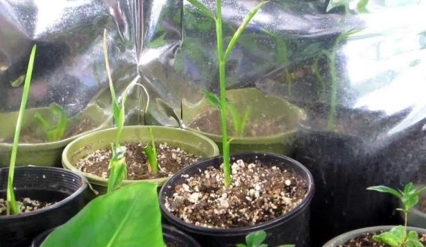 生姜盆景造型,生姜水养盆景的方法