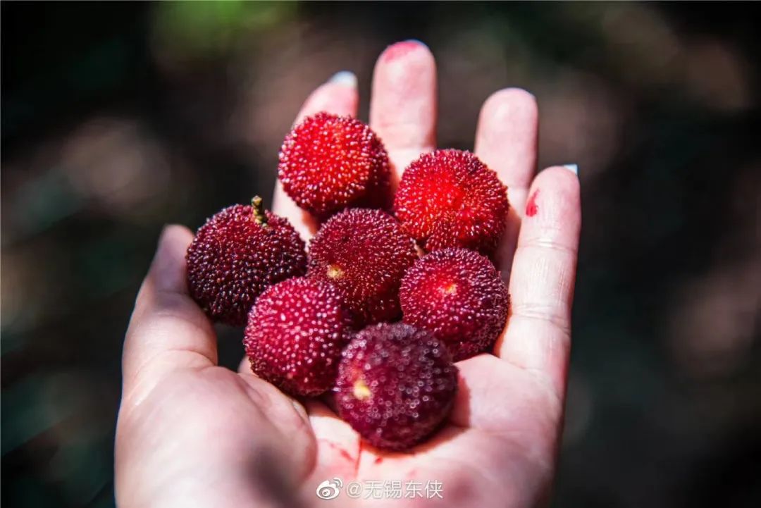 吃上一颗杨梅,正宗苏州杨梅