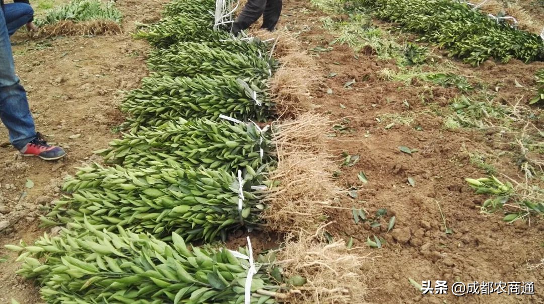 怎样提高刚栽柑橘苗的成活率,柑橘苗栽植时如何消毒