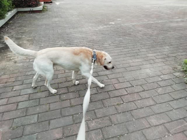 狗狗为什么不能吃小龙虾,狗为什么不能吃龙虾