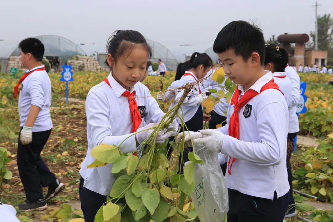 课后服务针对义务教育阶段吗,课后服务对教育教学的改变