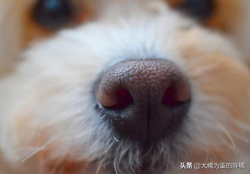 买泰迪犬需谨慎,发现这6个问题果断离开,可别买到“病狗”了