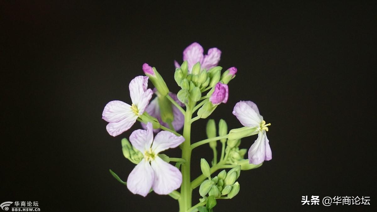 疫情下的城市生活纪录片,西安疫情每天新增记录图