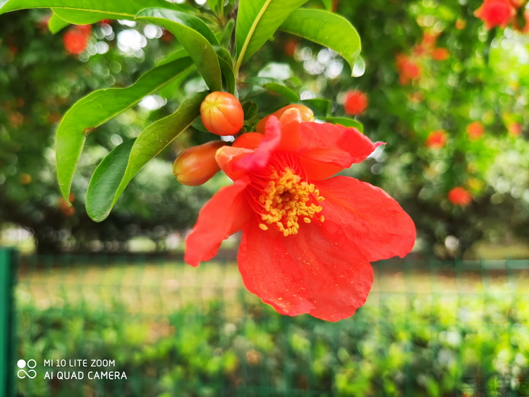 小米10青春版的缺点和优点,小米10青春版值得入手吗2020