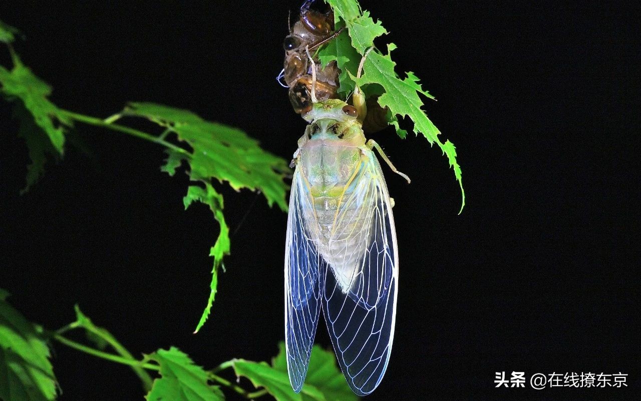 中秋思夏蝉(丁数言)