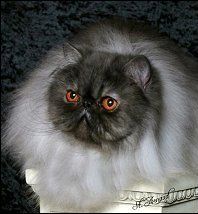 猫咪颜色遗传规律动画,猫咪颜色遗传规律