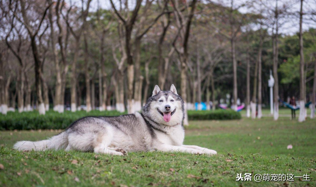 最不建议养的狗阿拉斯加,阿拉斯加成犬好养吗