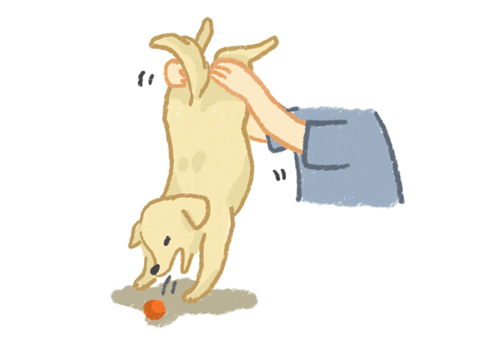 狗狗噎住了什么症状,狗狗噎着了是什么症状表现