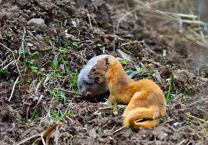 家里跑进来黄鼠狼怎么办,家里有黄鼠狼它自己会走吗