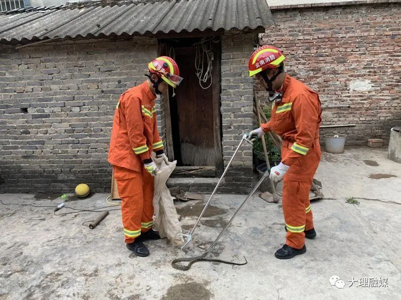 夏天小心蛇出没,小心蛇出没夏秋季节