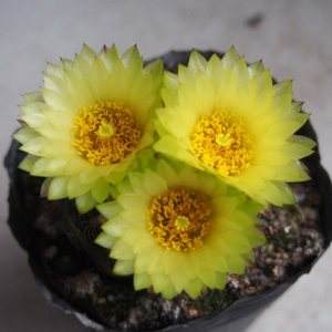 101仙人球,101个仙人球品种