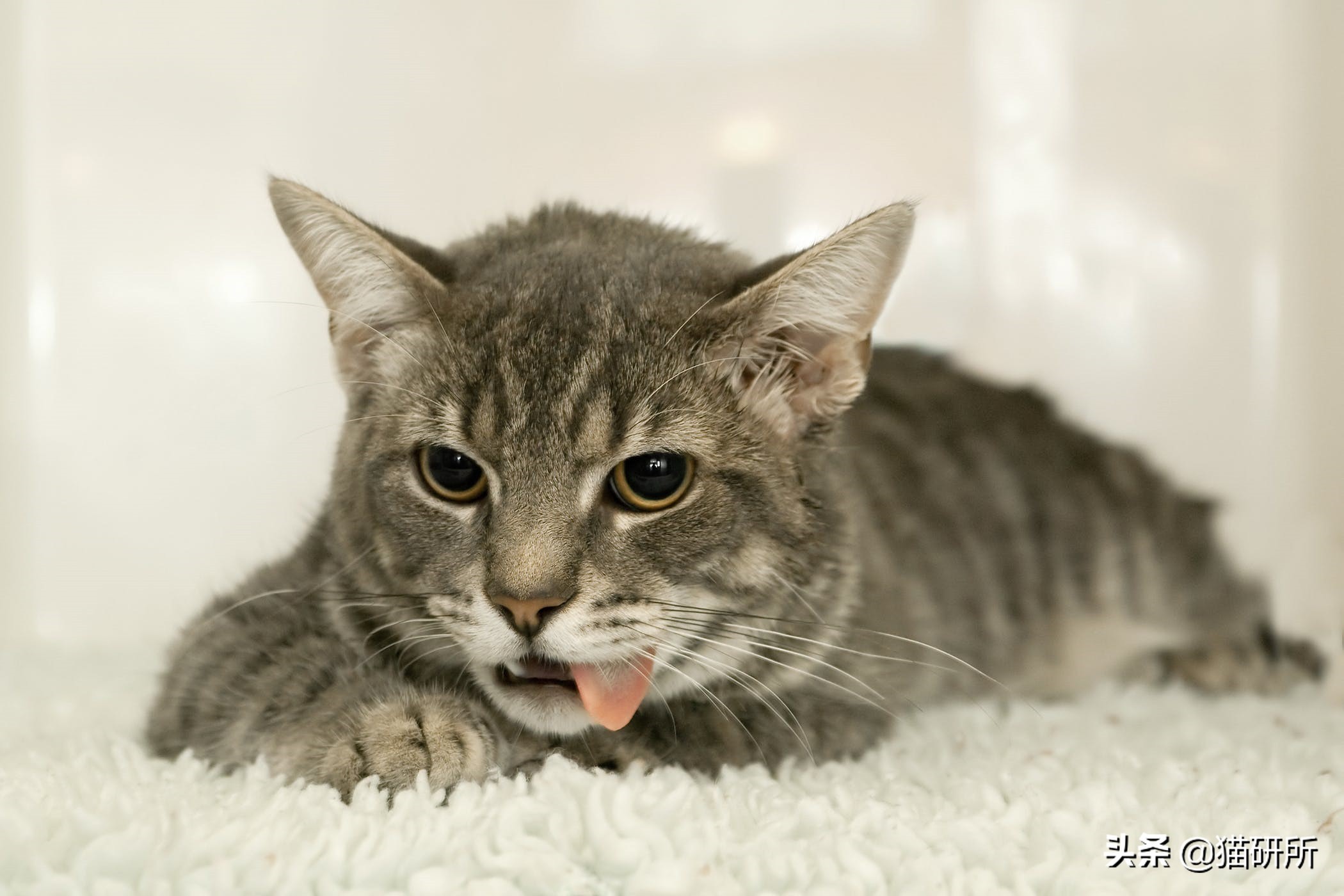 有100只猫该咋办,猫舍的猫全部得口炎了怎么办呢