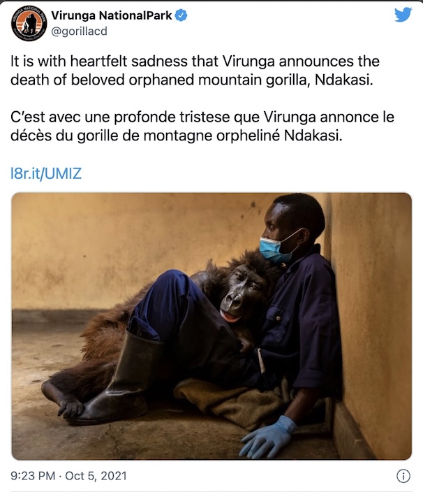 已死亡的著名大猩猩,年龄最大的大猩猩去世