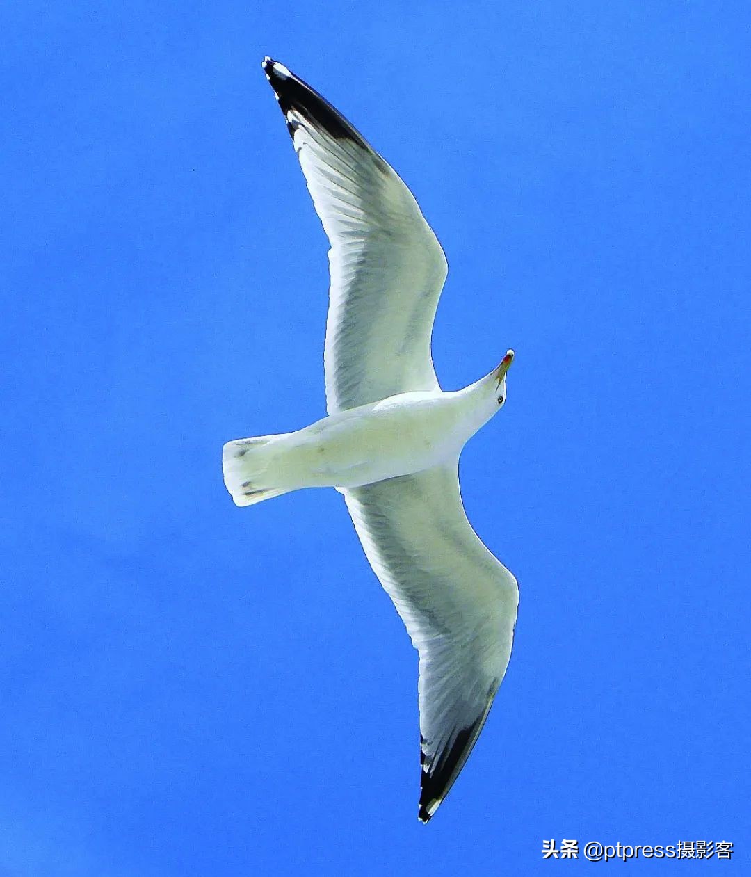 光圈的妙用你真的会调相机光圈吗,相机光圈怎么调都是最大光圈