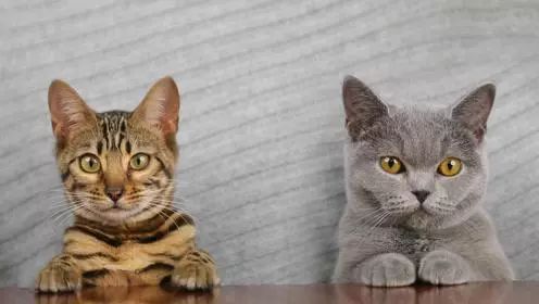 猫咪爱吃异物怎么办?如何纠正猫咪的异食症?