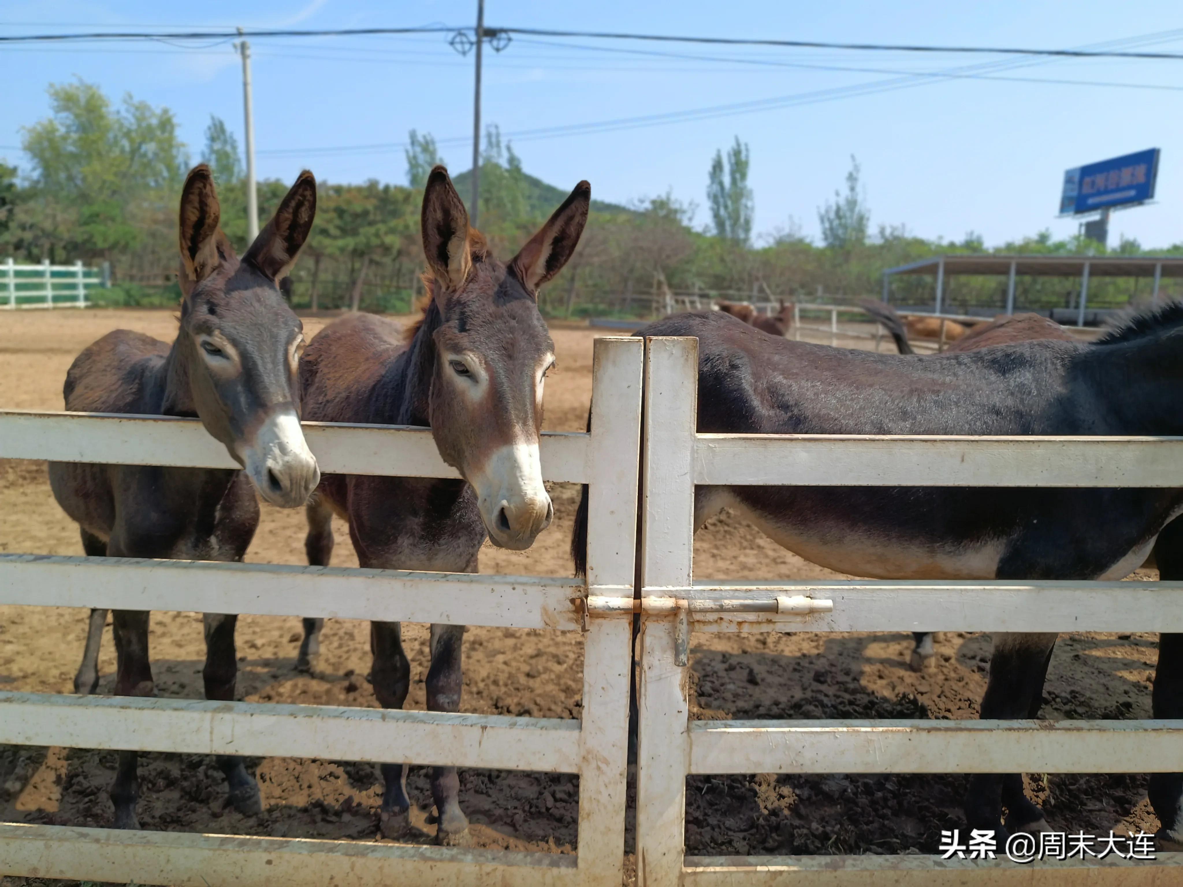铭湖牧场是哪,铭湖牧场简介