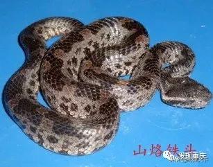 铁山坪玉峰山玩乐,铁山坪避暑游玩