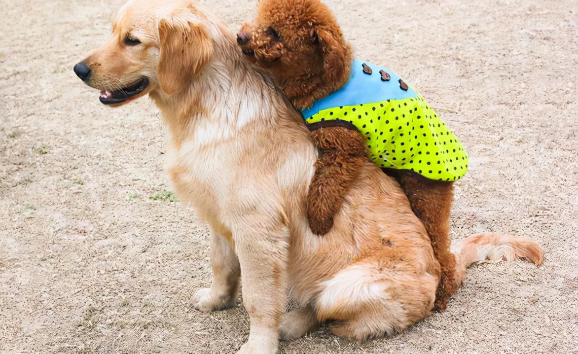 泰迪交配时，不要强行将它们分开，这样伤害很大