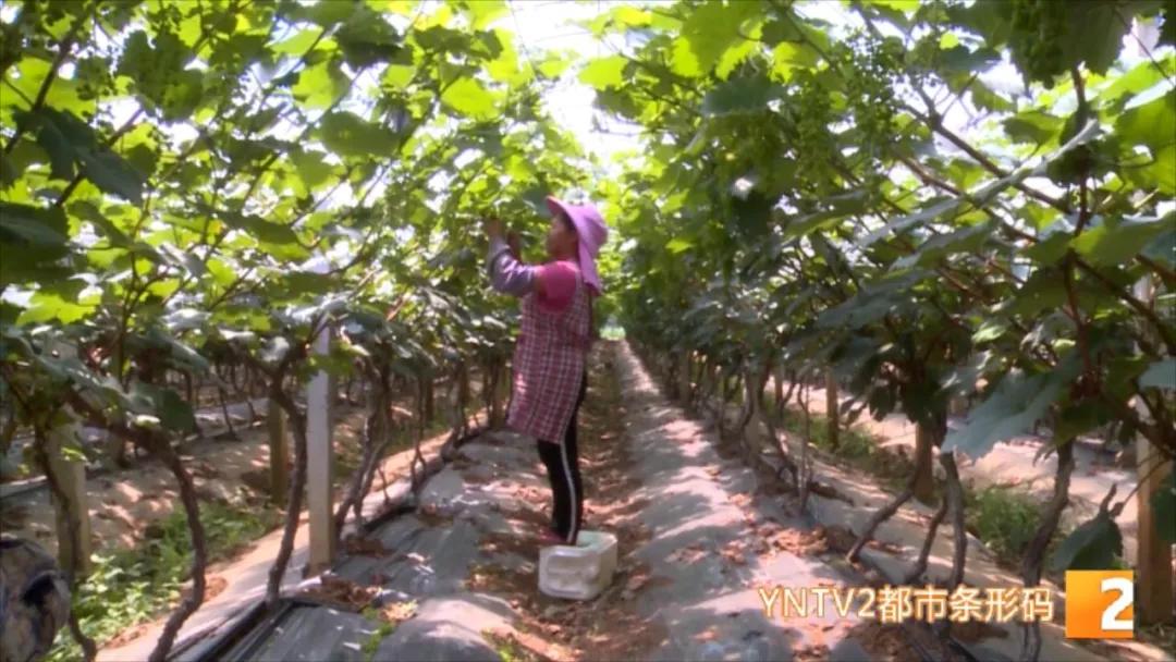 “去了两个月，差不多赚了3万块…”，揣着葡萄修剪技术，她们走南闯北、挣钱致富