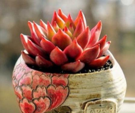 多肉叶片喷水有助上色吗,给多肉上色的最佳方法